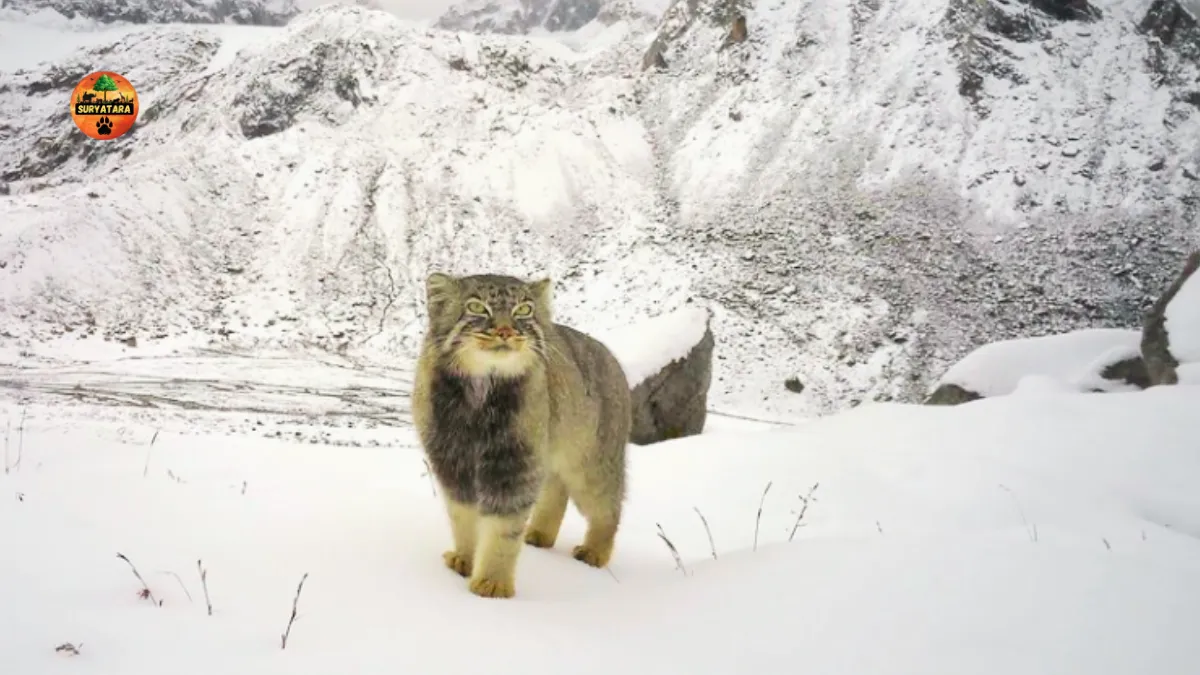 First Photographic Record of Elusive Cat