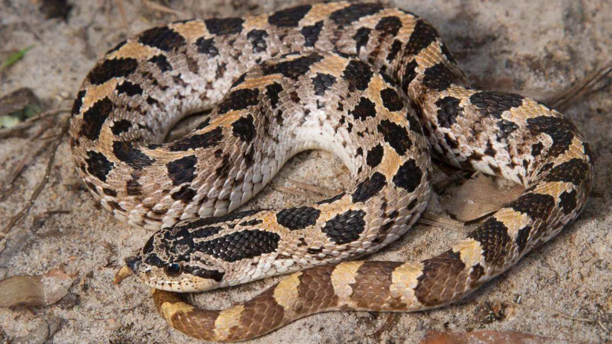 Carolina Snake