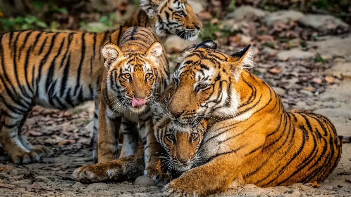 Corbett Tiger Reserve