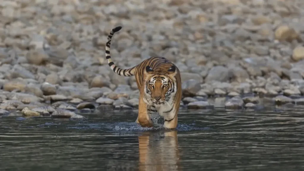 Corbett Tiger Reserve