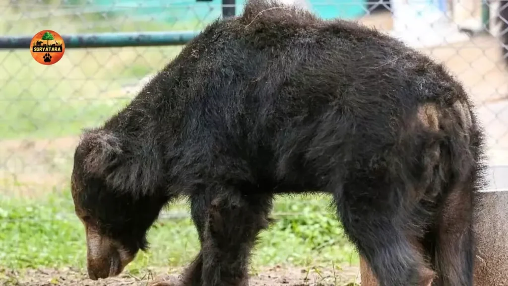 Bannerghatta National Park