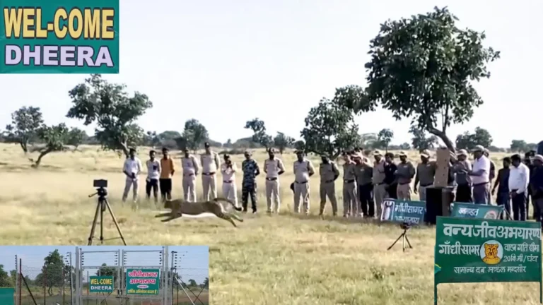 Project Cheetah