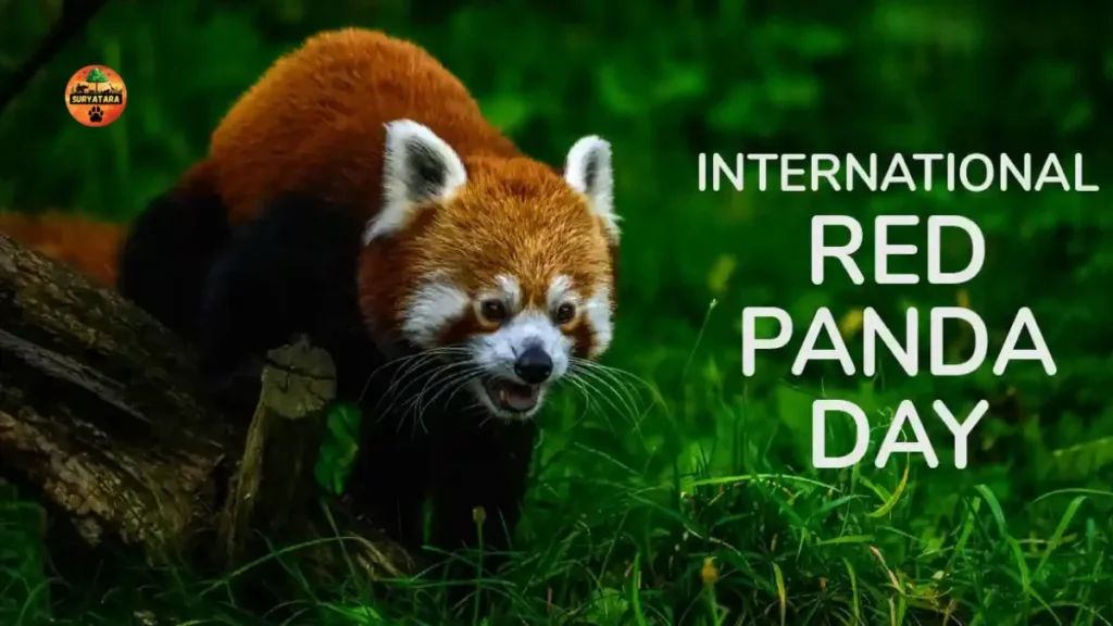 International Red Panda Day