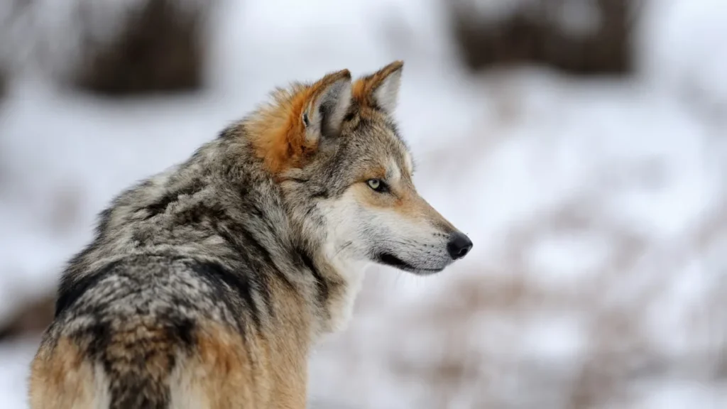 Wildlife Conservation Success Stories