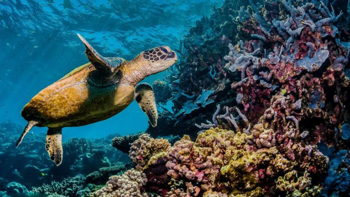 protection of marine biota