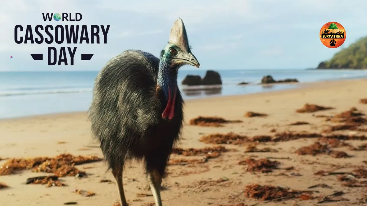 World Cassowary Day