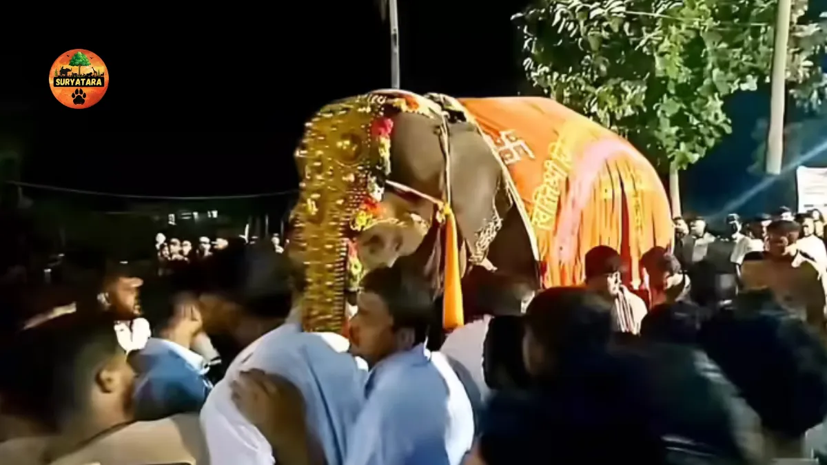 Madhuri Elephant