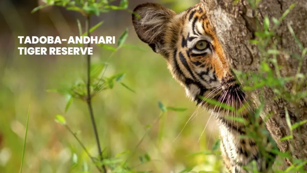Tadoba Safari Fees