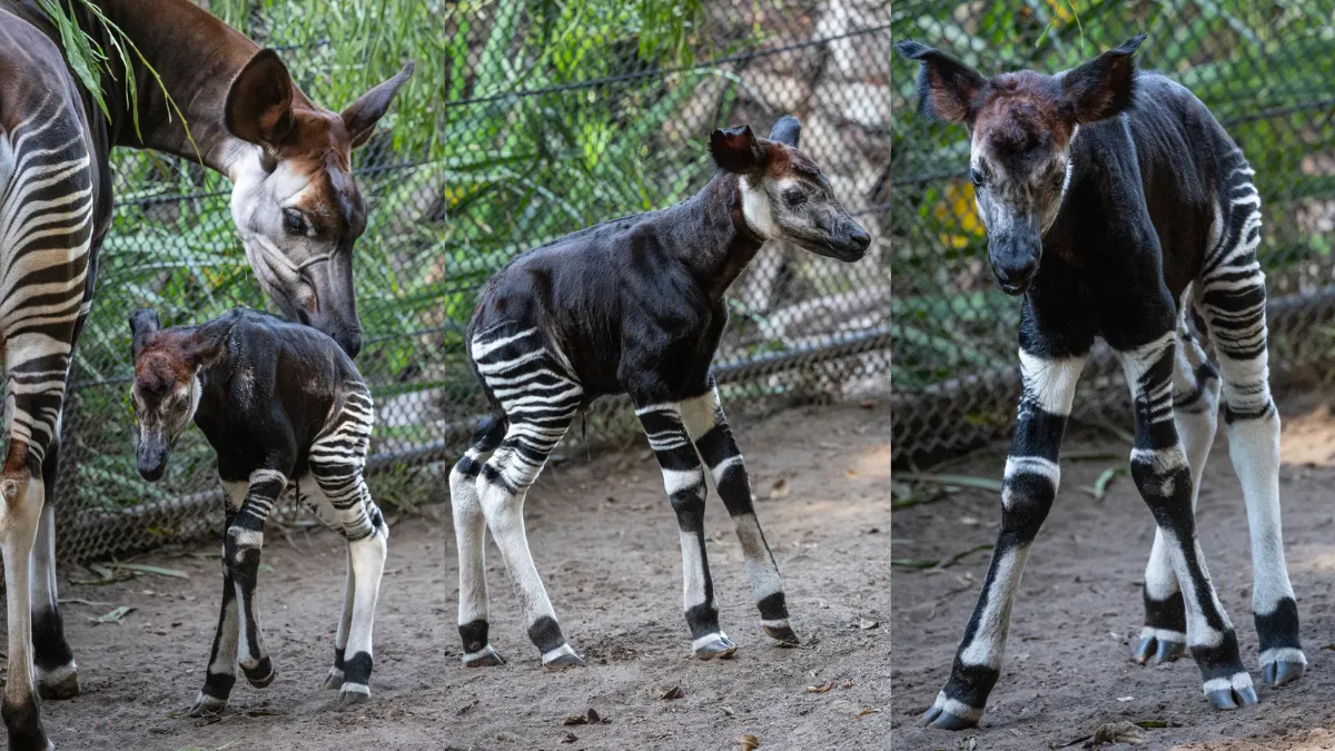 San Diego Zoo