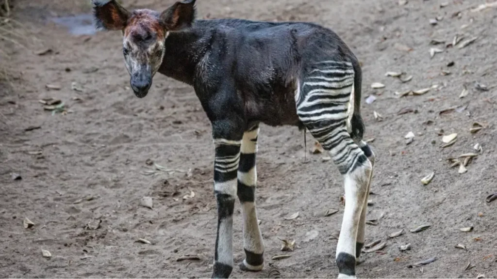 San Diego Zoo