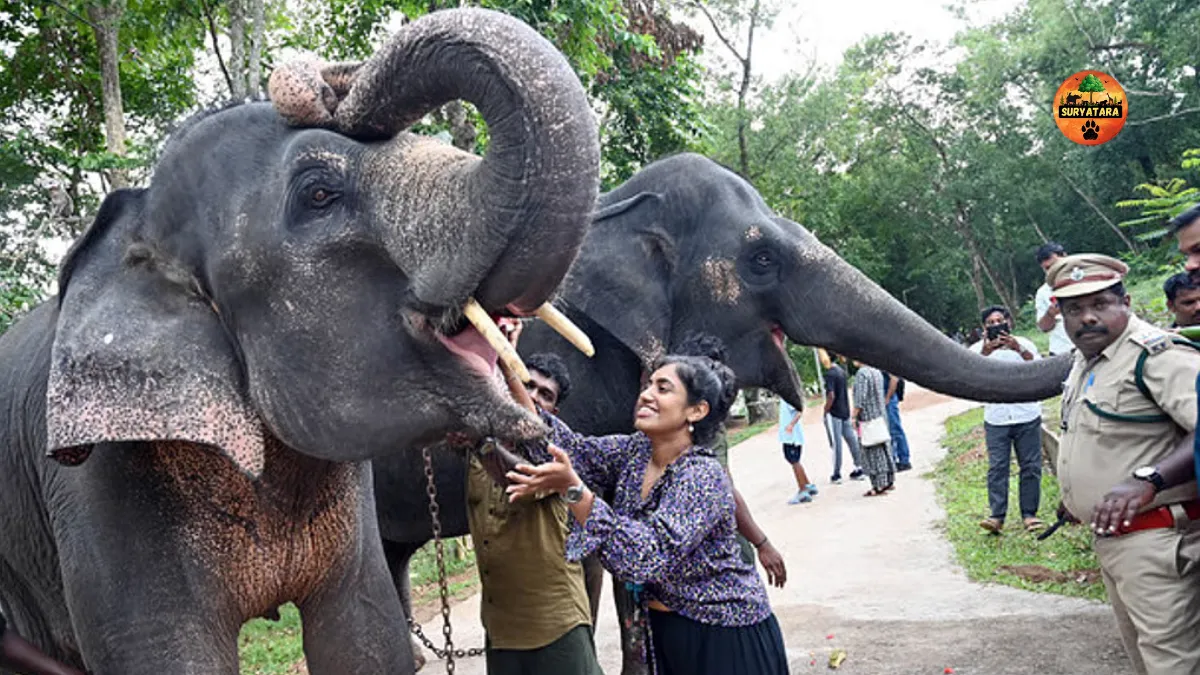 Kottur Elephant Rehabilitation Centre