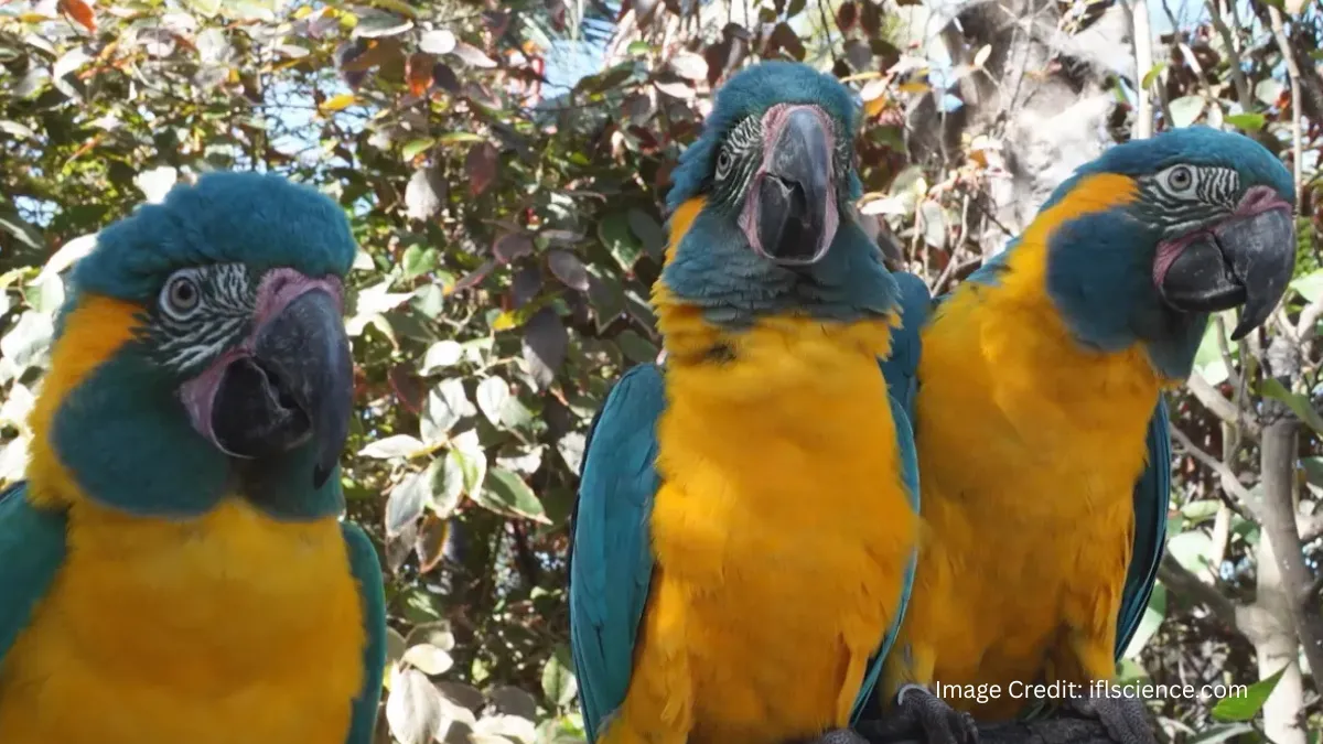 Macaws Learn From Watching Other Macaws Interact