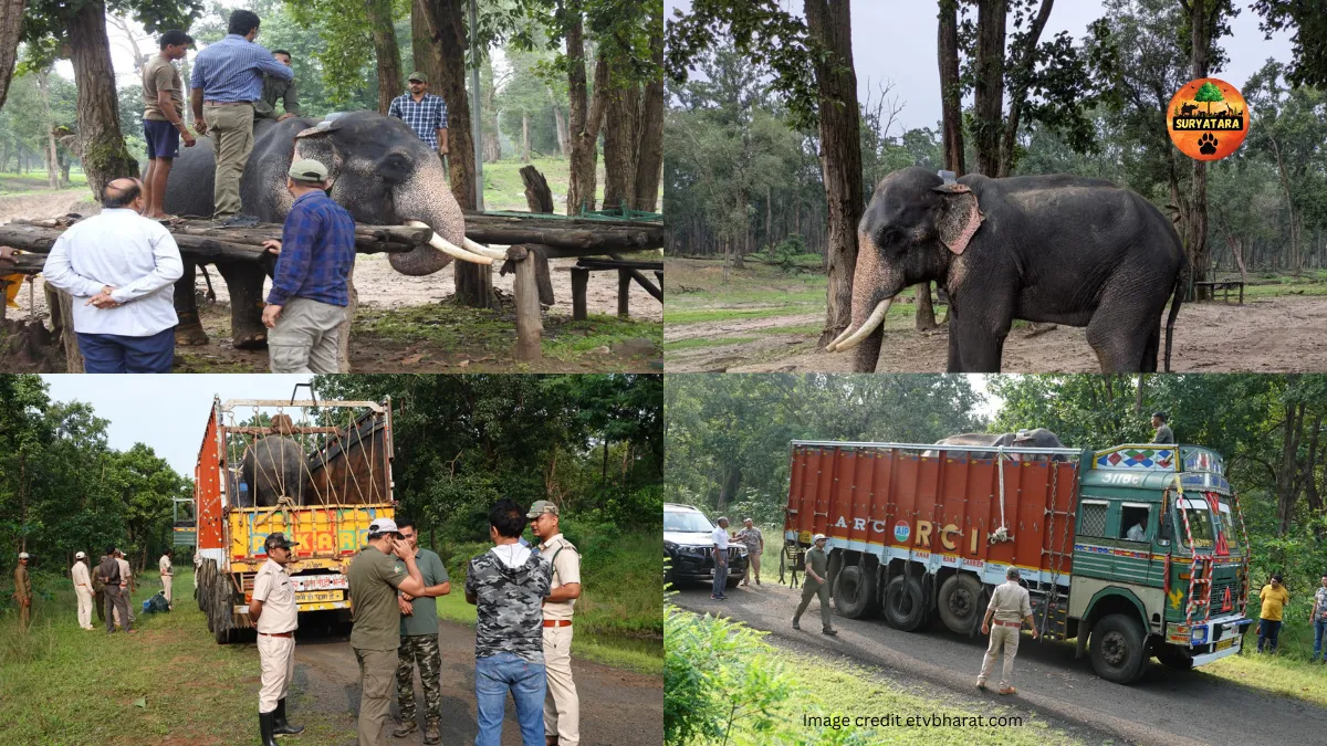 Elephant Fitted Radio Collar