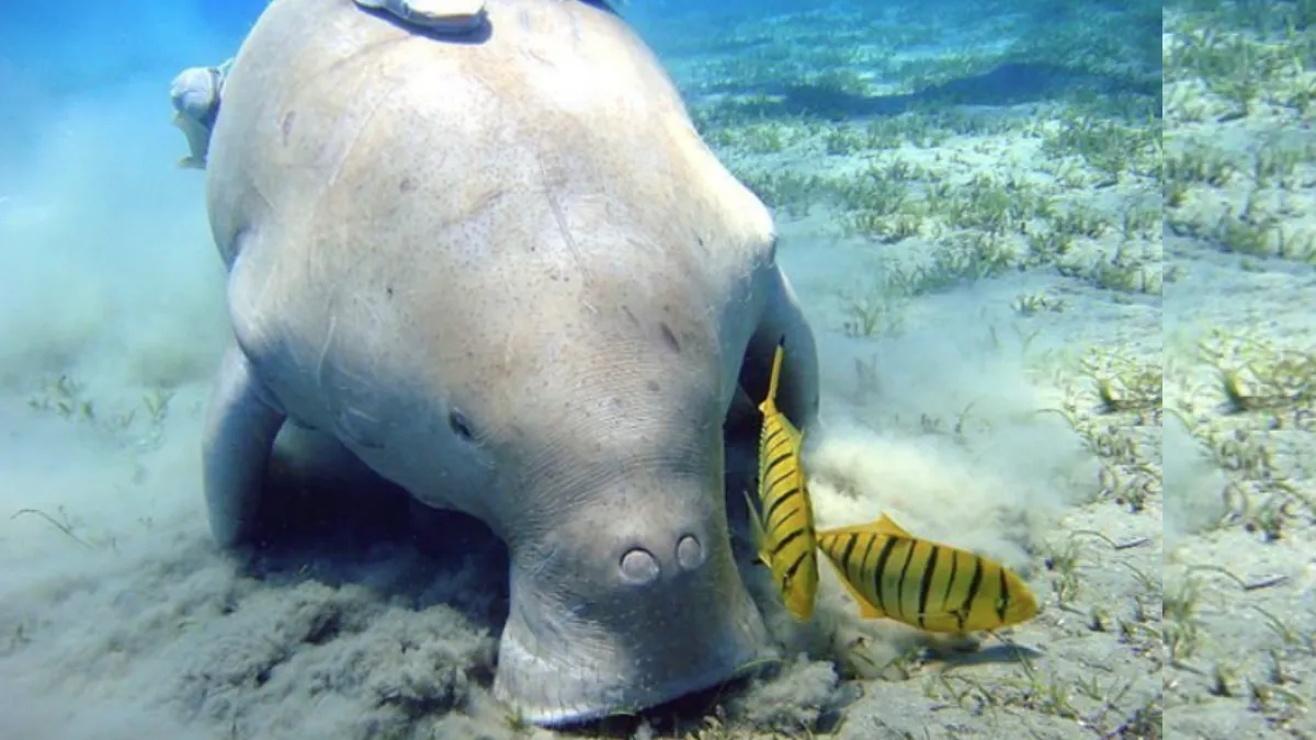 Dugong Conservation Reserve
