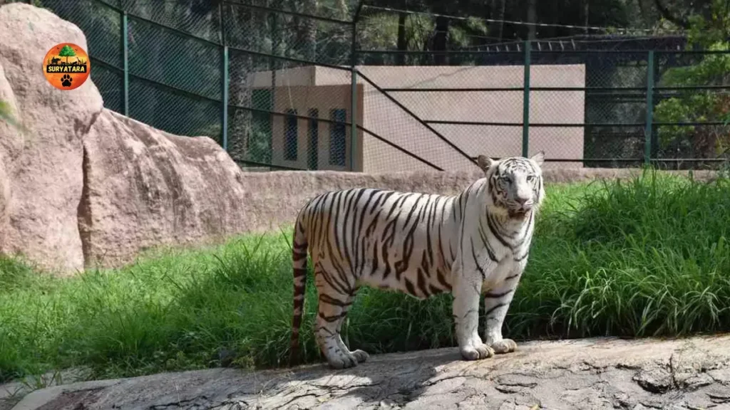 Nehru Zoological Park Hyderabad