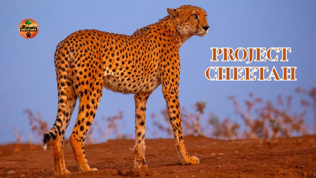 Project Cheetah India
