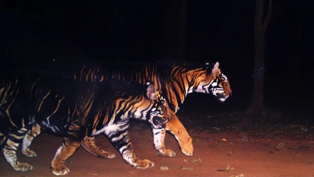 Similipal Tiger Reserve