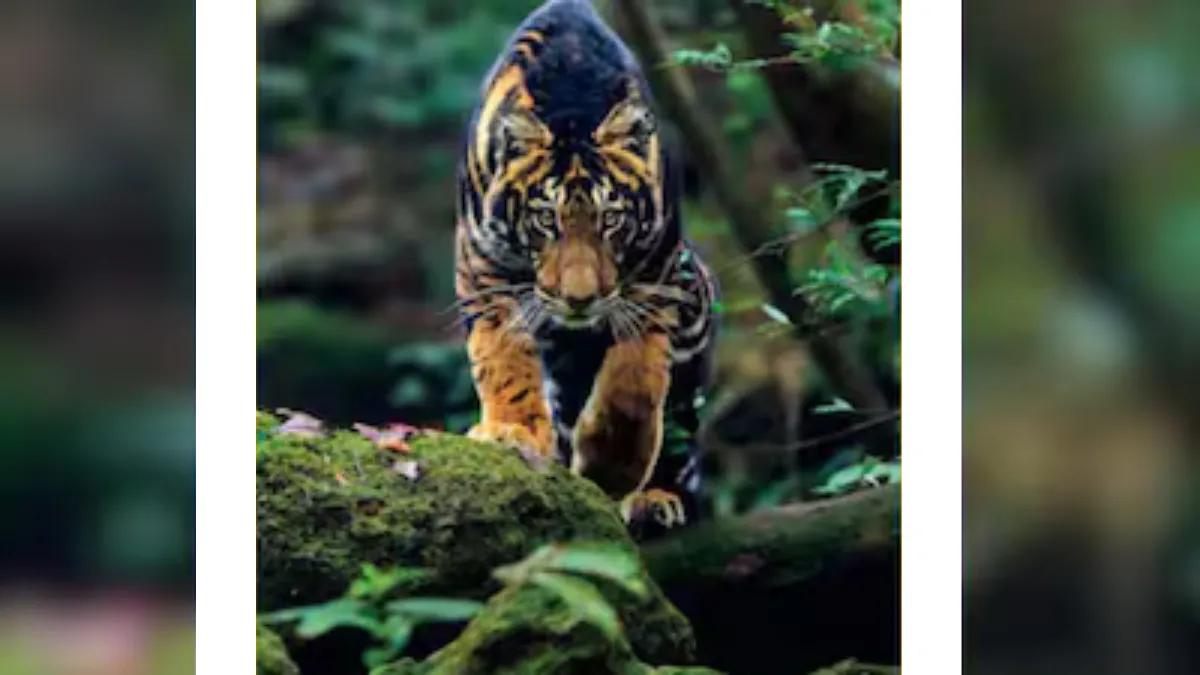 Rare Black Tiger
