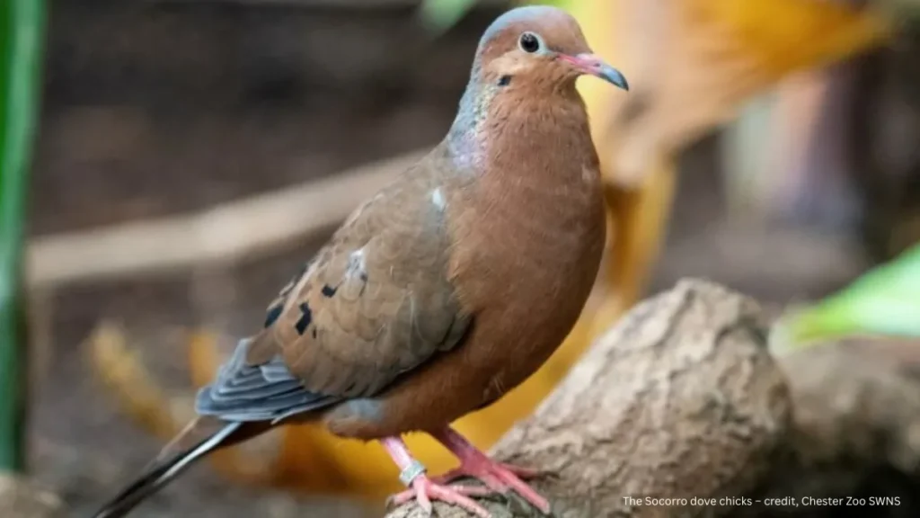 Efforts to Save Extinct Species