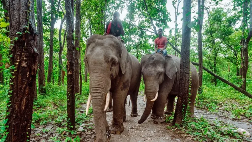 Valmiki Tiger Reserve Online Booking