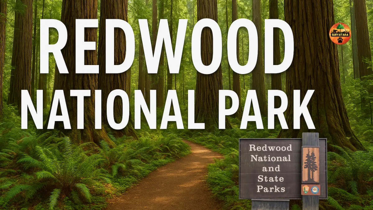 Redwood National Park