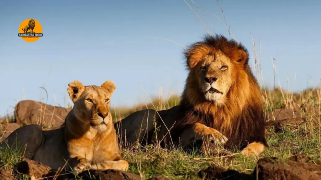 upcoming Lion-Leopard Safari Parks