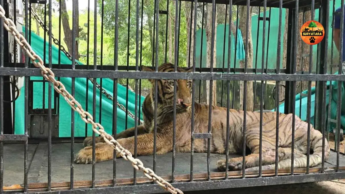 Vantara India
