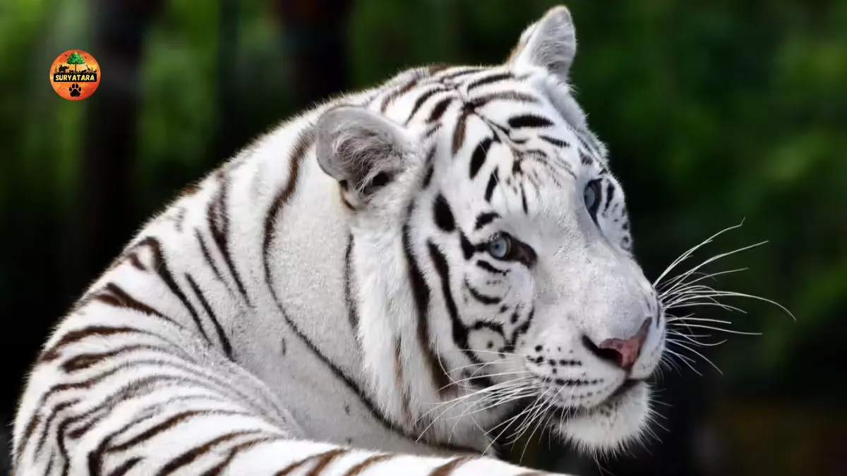 Mucherla Zoo