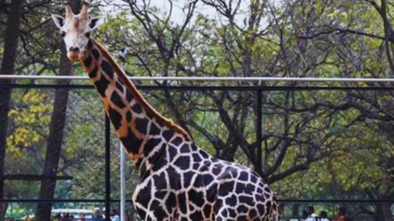 Hyderabad Zoo