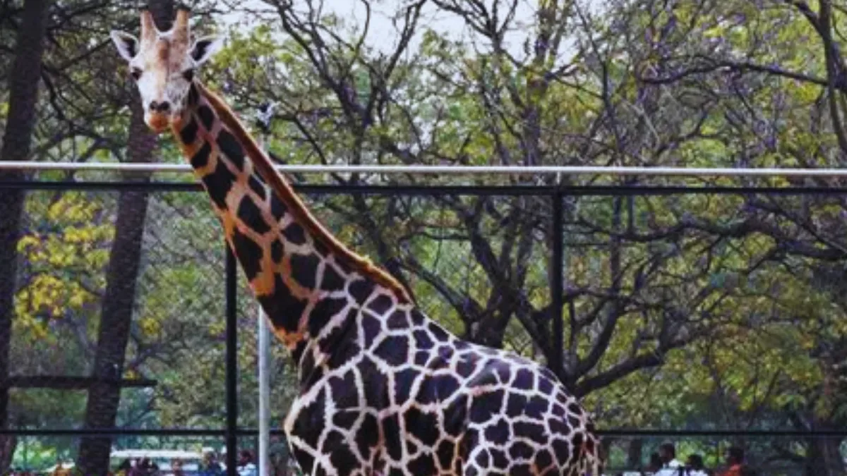 Hyderabad Zoo