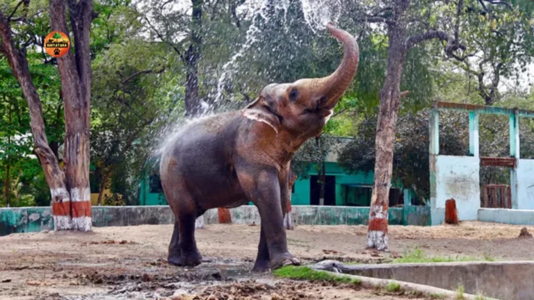 Indore Zoo