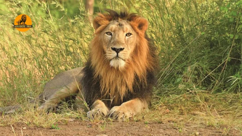 upcoming Lion-Leopard Safari Parks