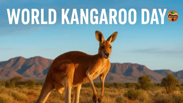 World Kangaroo Day