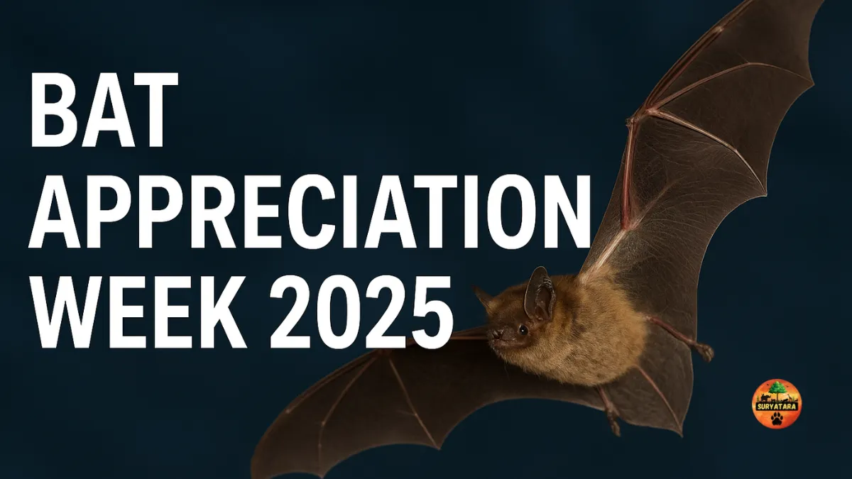 Bat Appreciation Week 2025