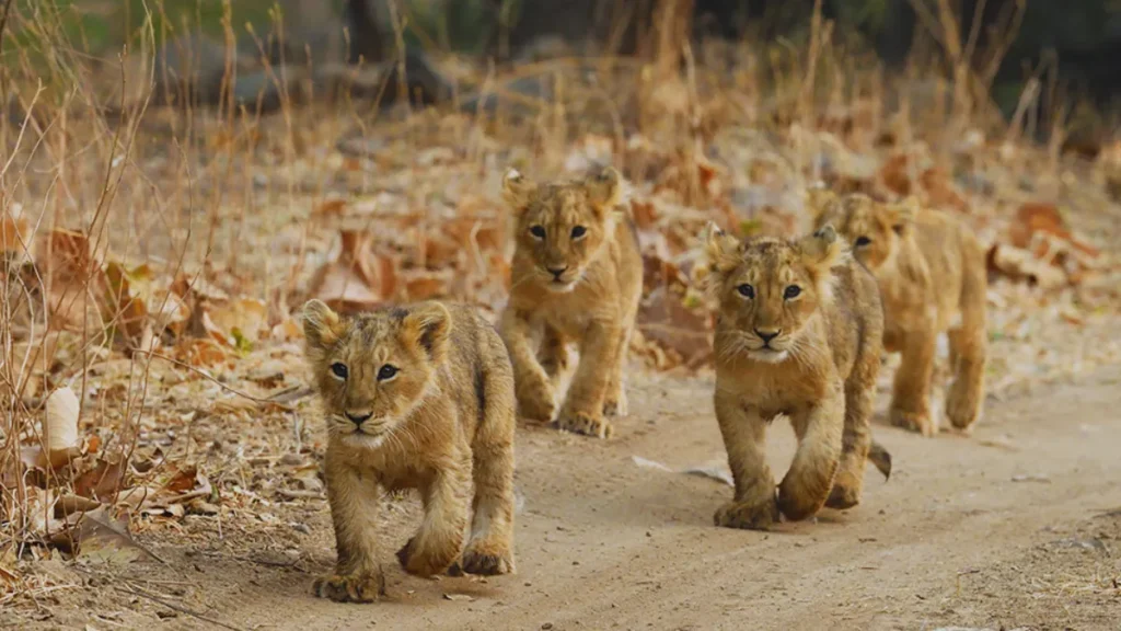 Gir National Park