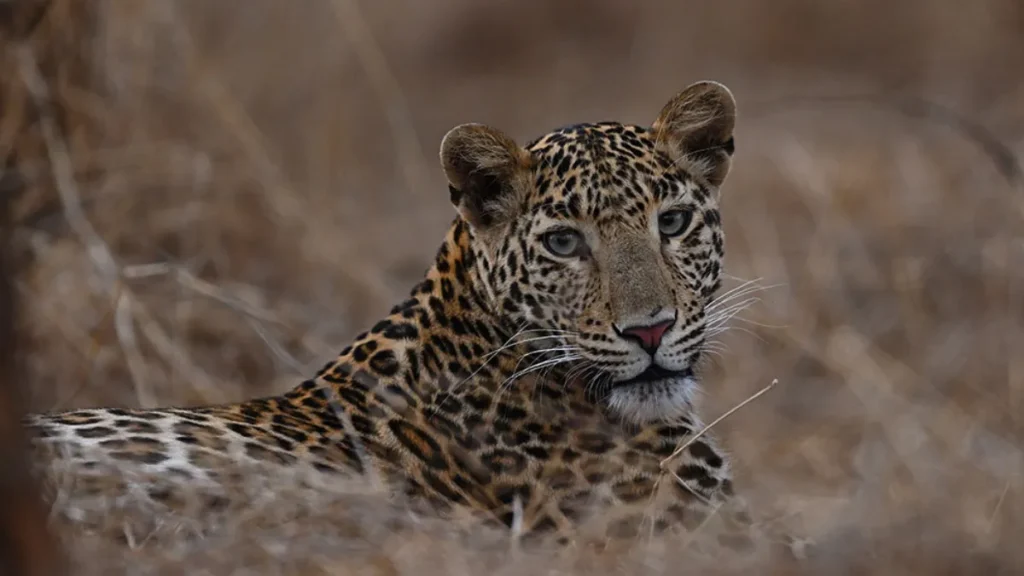 Gir National Park