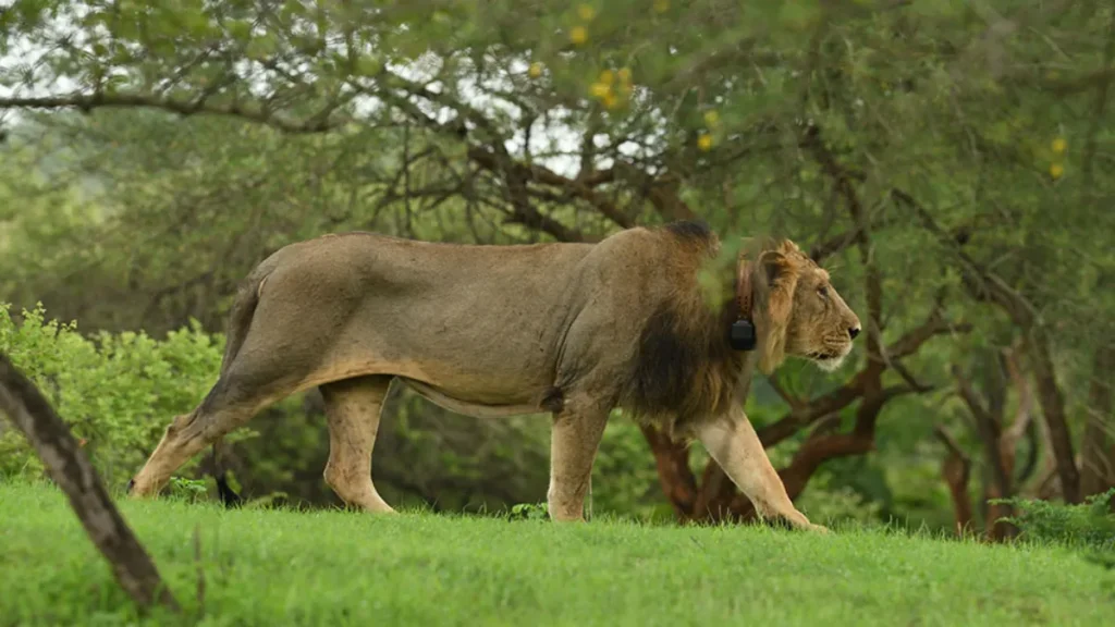 Gir National Park