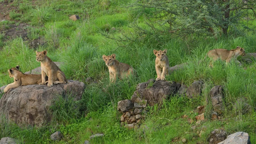 Gir National Park