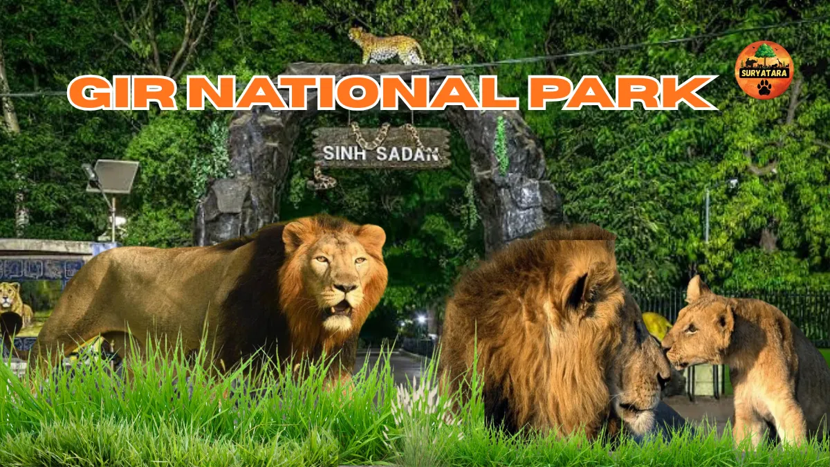 How to Visit Gir National Park