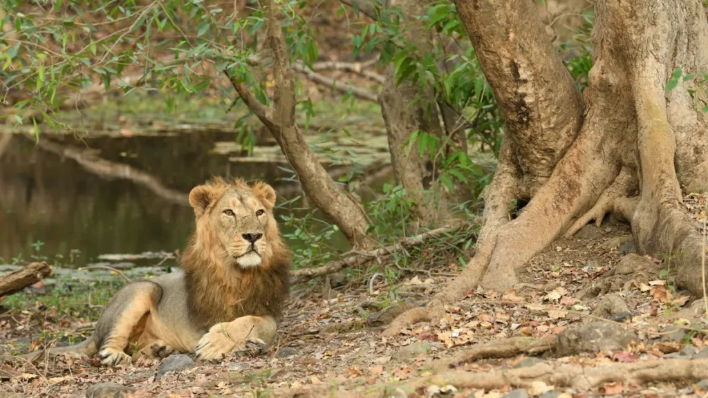 How to Visit Gir National Park