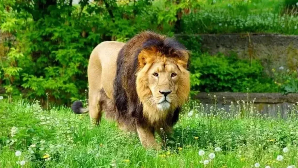 How to Visit Gir National Park