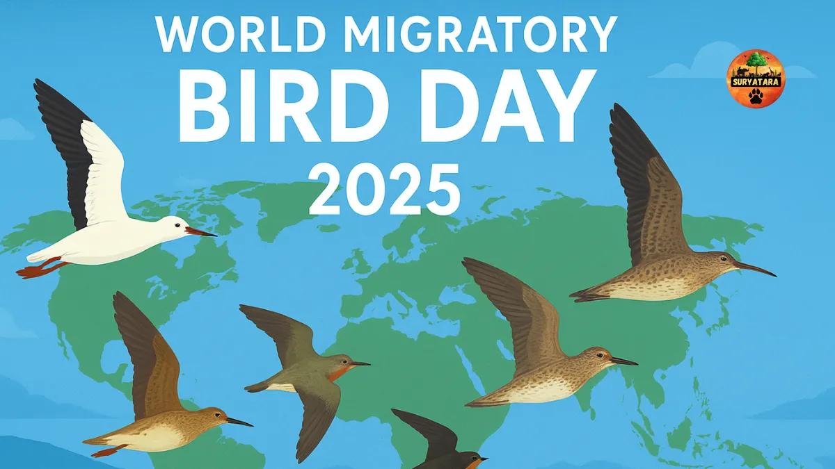 World Migratory Bird Day