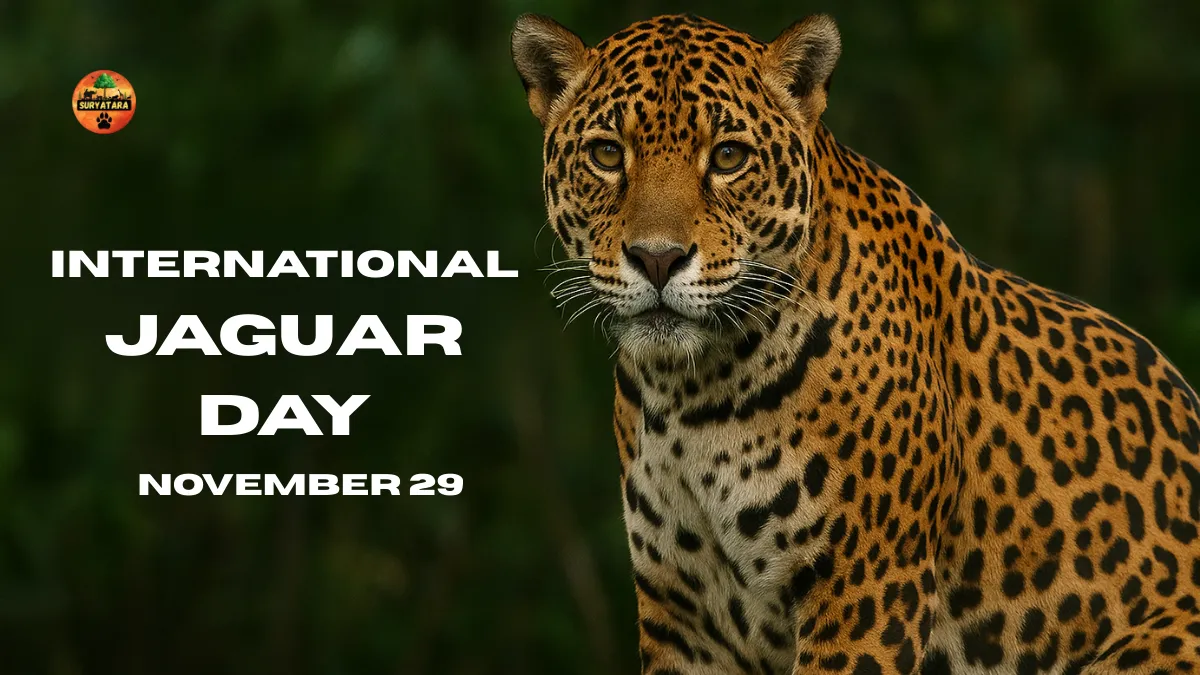 International Jaguar Day