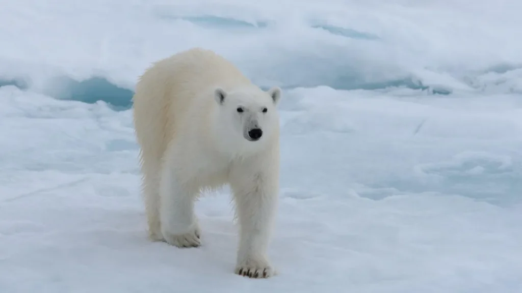 International Polar Bear Day