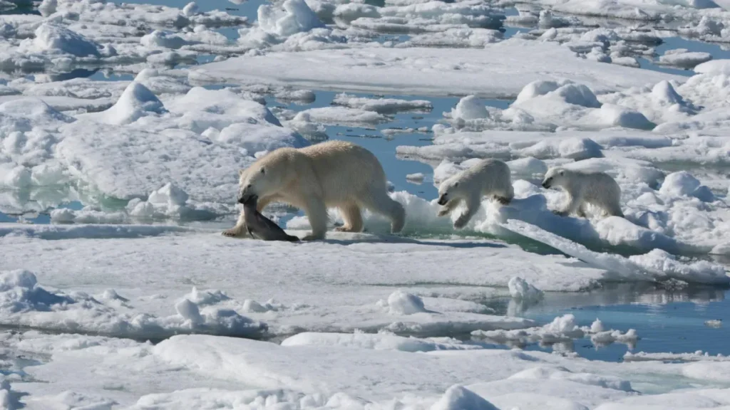 International Polar Bear Day