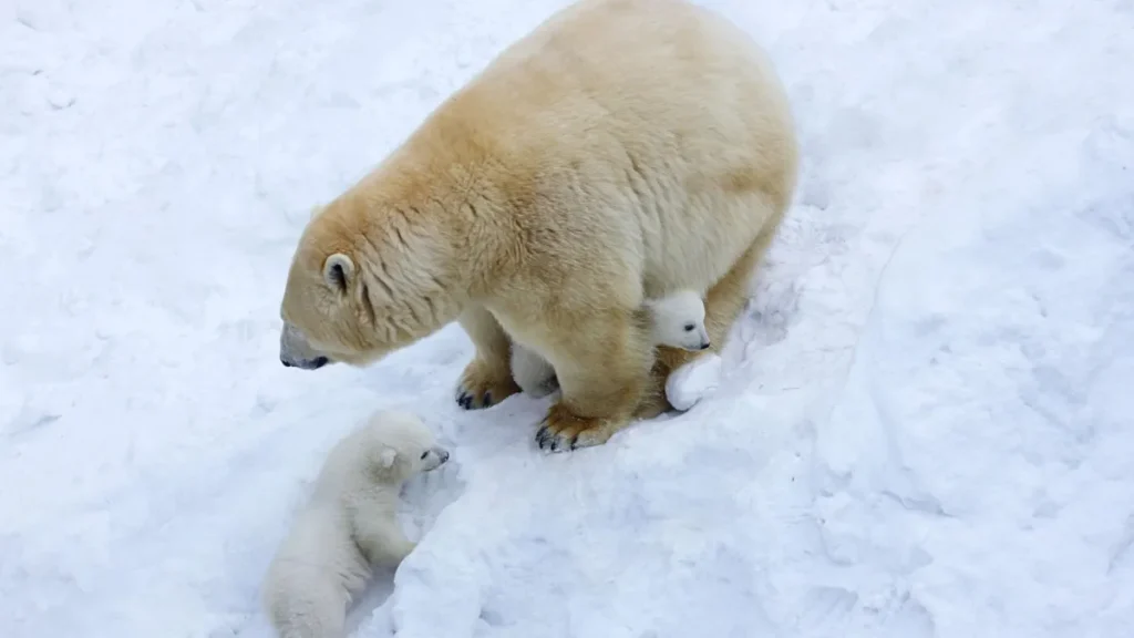 International Polar Bear Day
