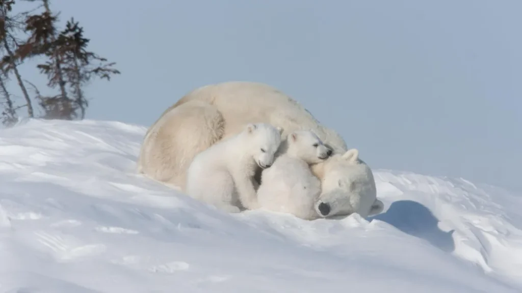 International Polar Bear Day