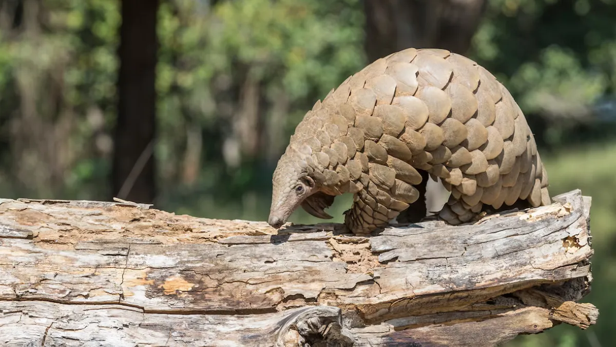 World Pangolin Day