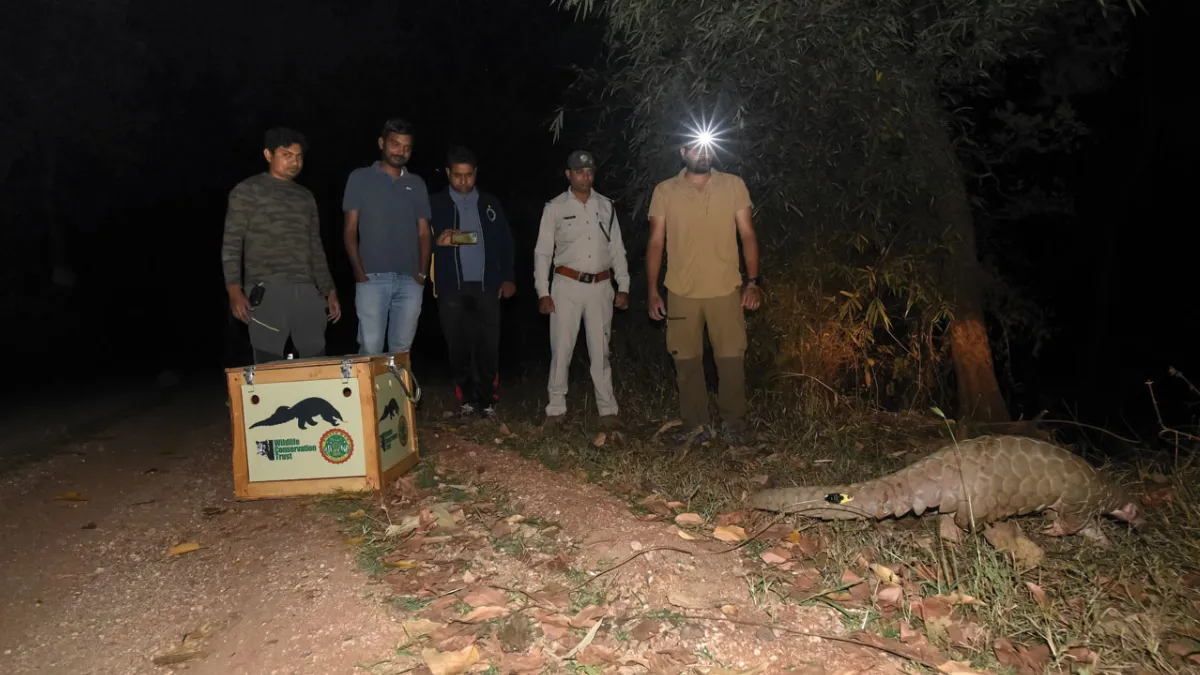 Pangolins in India